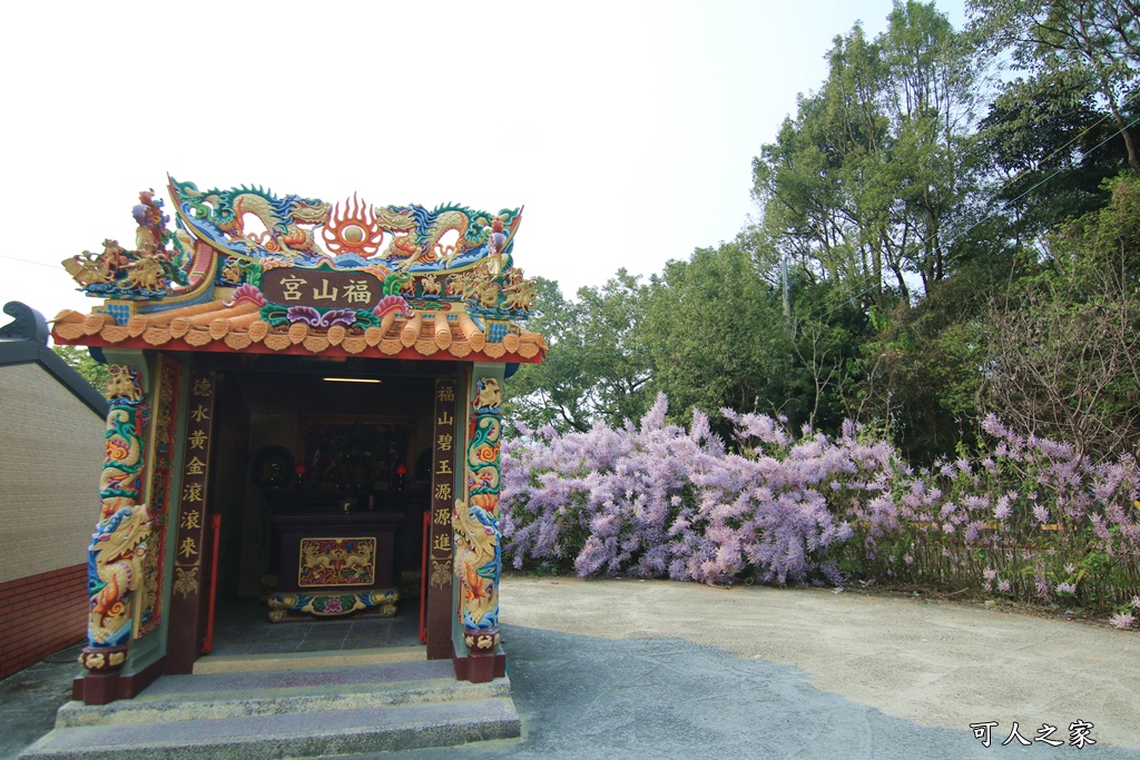 雲林古坑麝香木