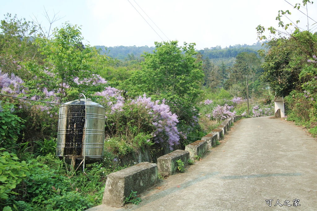 雲林古坑麝香木