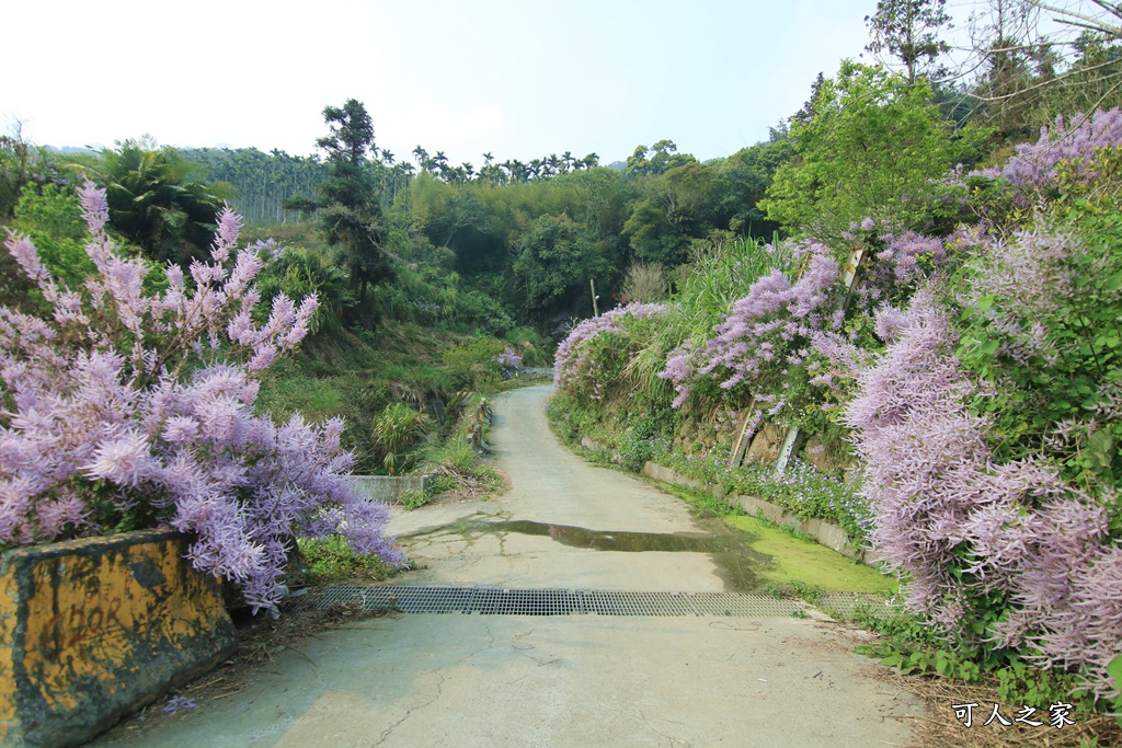 雲林古坑麝香木