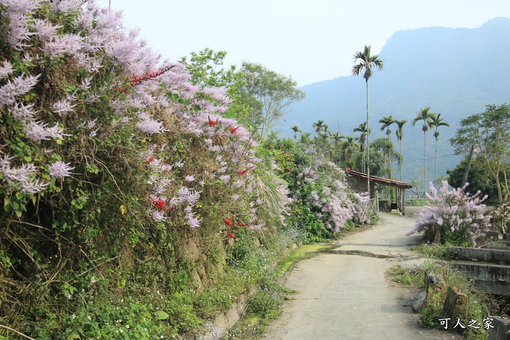 雲林古坑麝香木