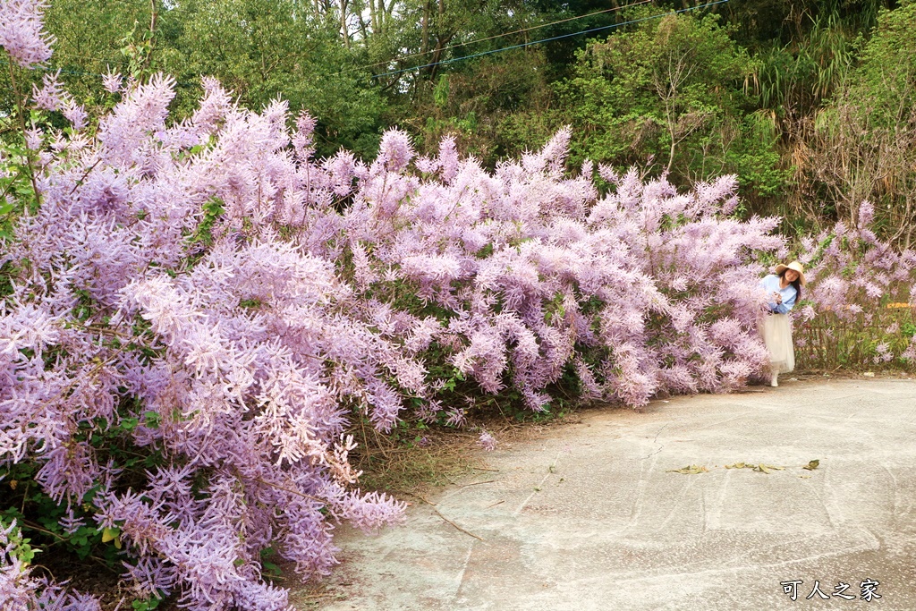 雲林古坑麝香木