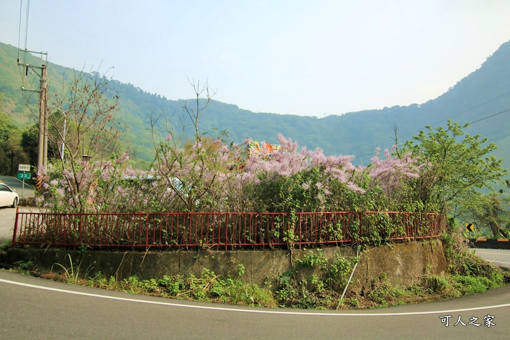 雲林古坑麝香木