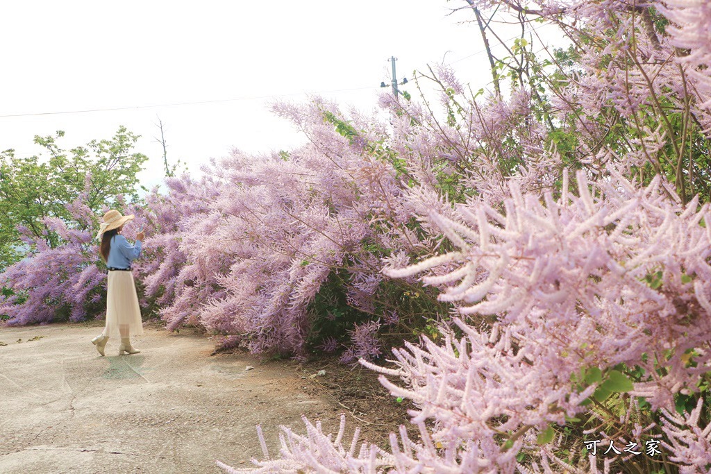 雲林古坑麝香木