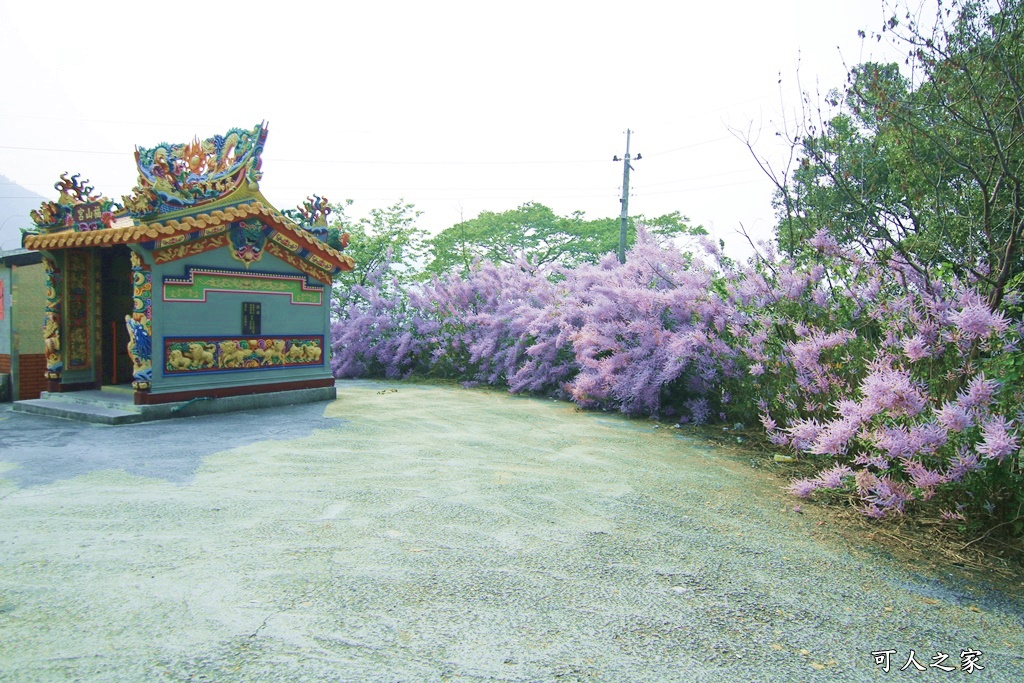 雲林古坑麝香木