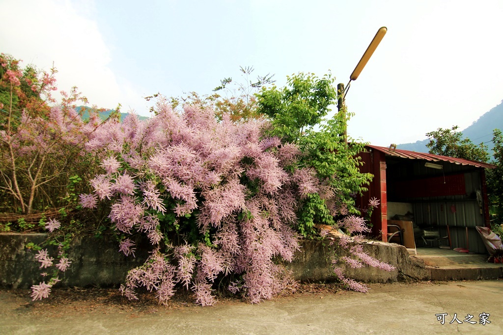 雲林古坑麝香木