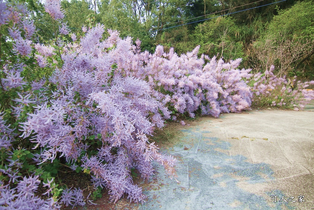 雲林古坑麝香木