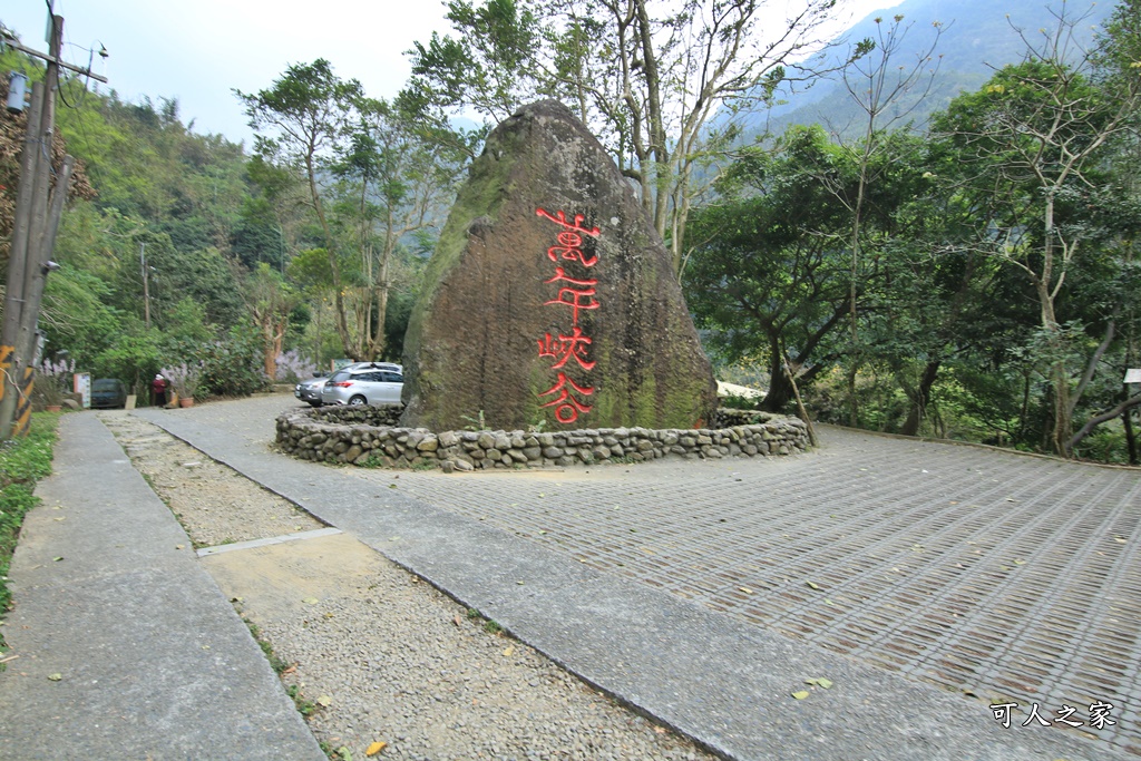 萬年峽谷麝香木,雲林古坑景點