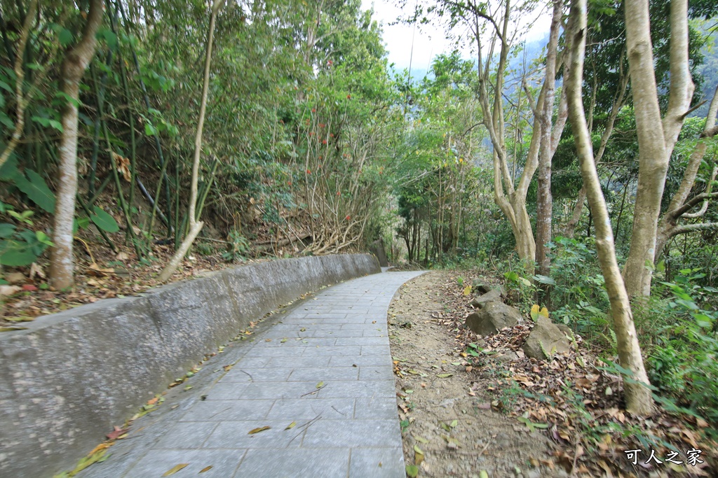 萬年峽谷麝香木,雲林古坑景點