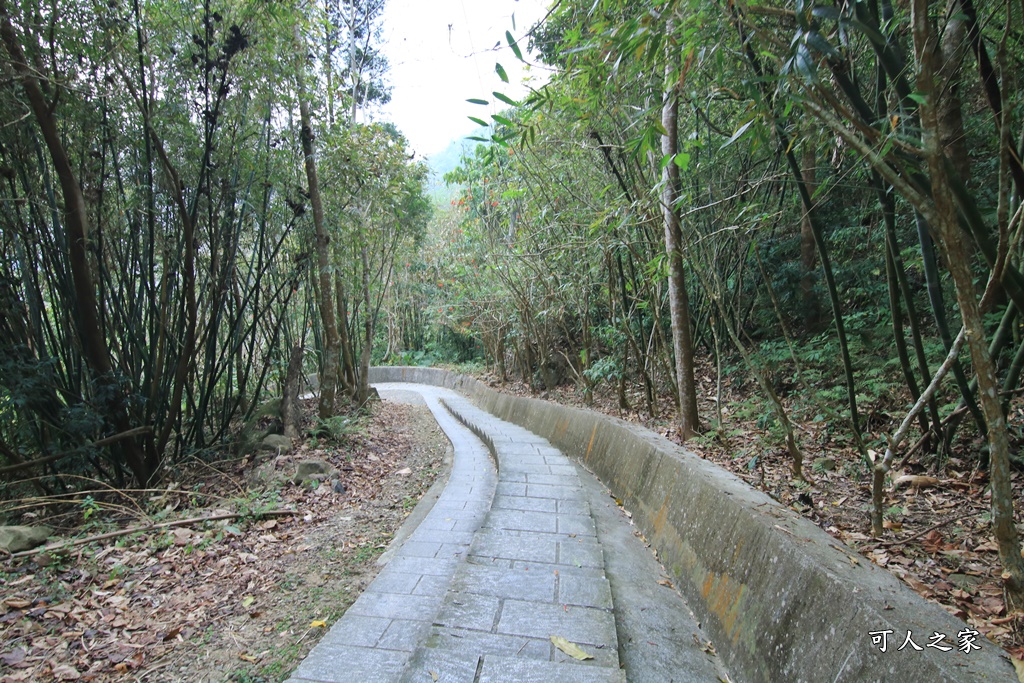 萬年峽谷麝香木,雲林古坑景點