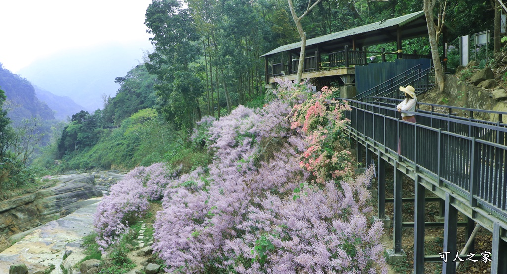 萬年峽谷麝香木,雲林古坑景點