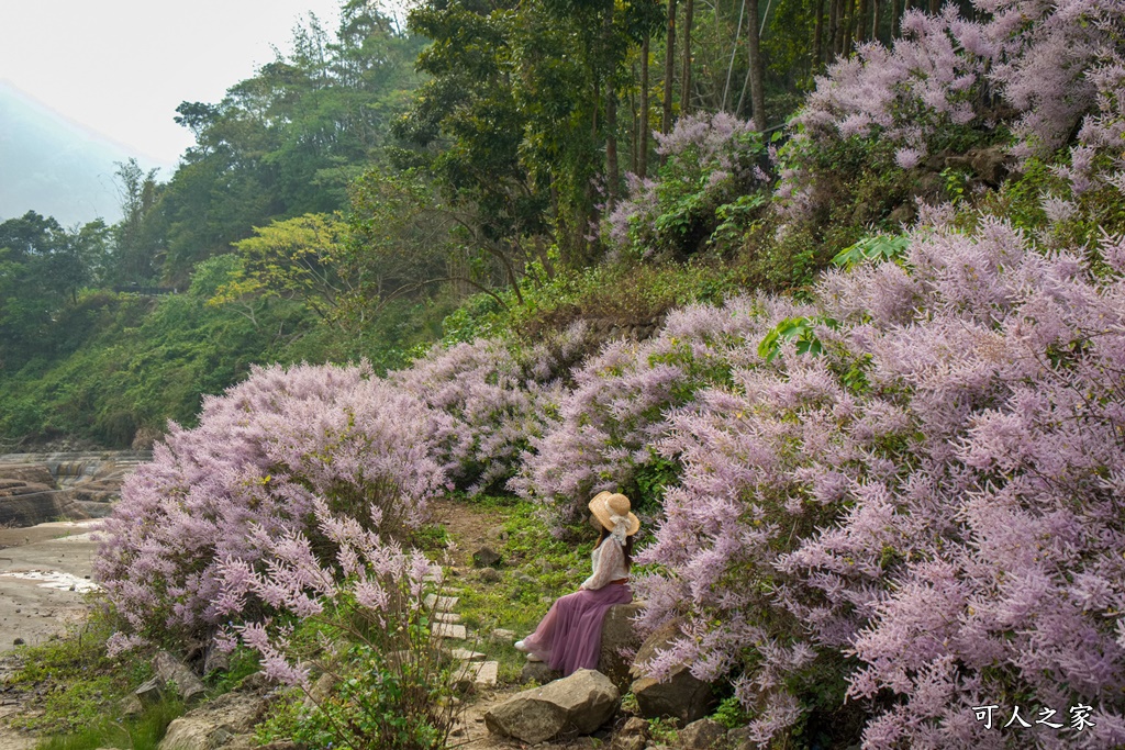 萬年峽谷麝香木,雲林古坑景點