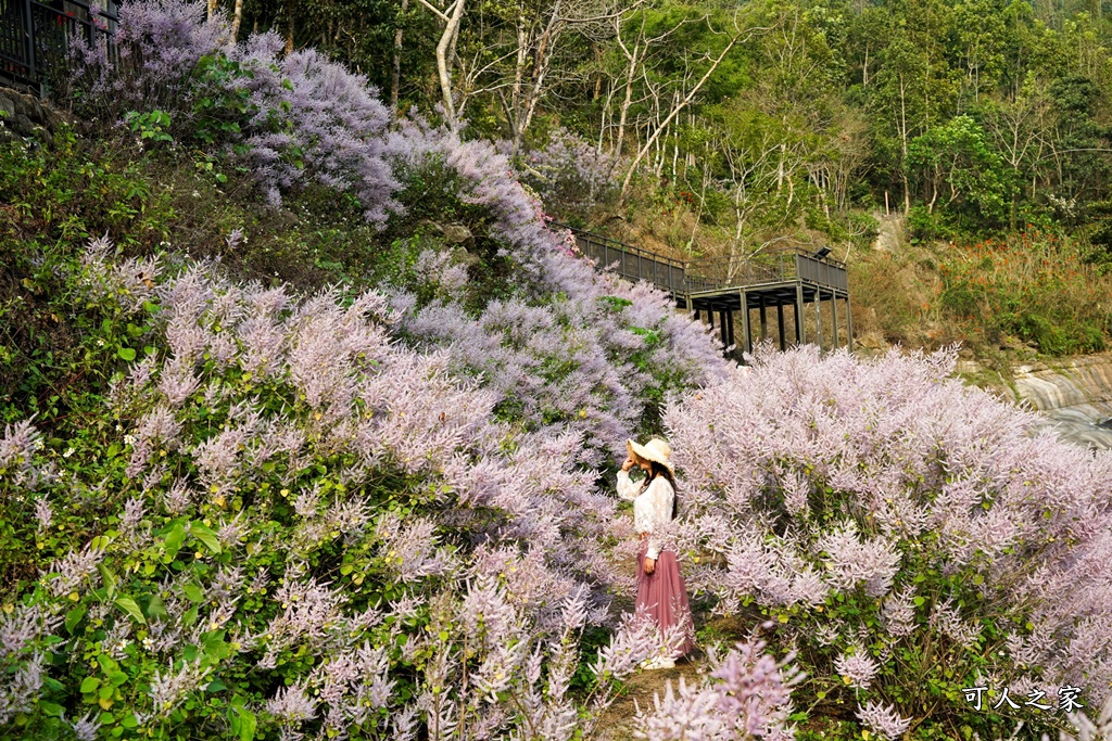 萬年峽谷麝香木,雲林古坑景點