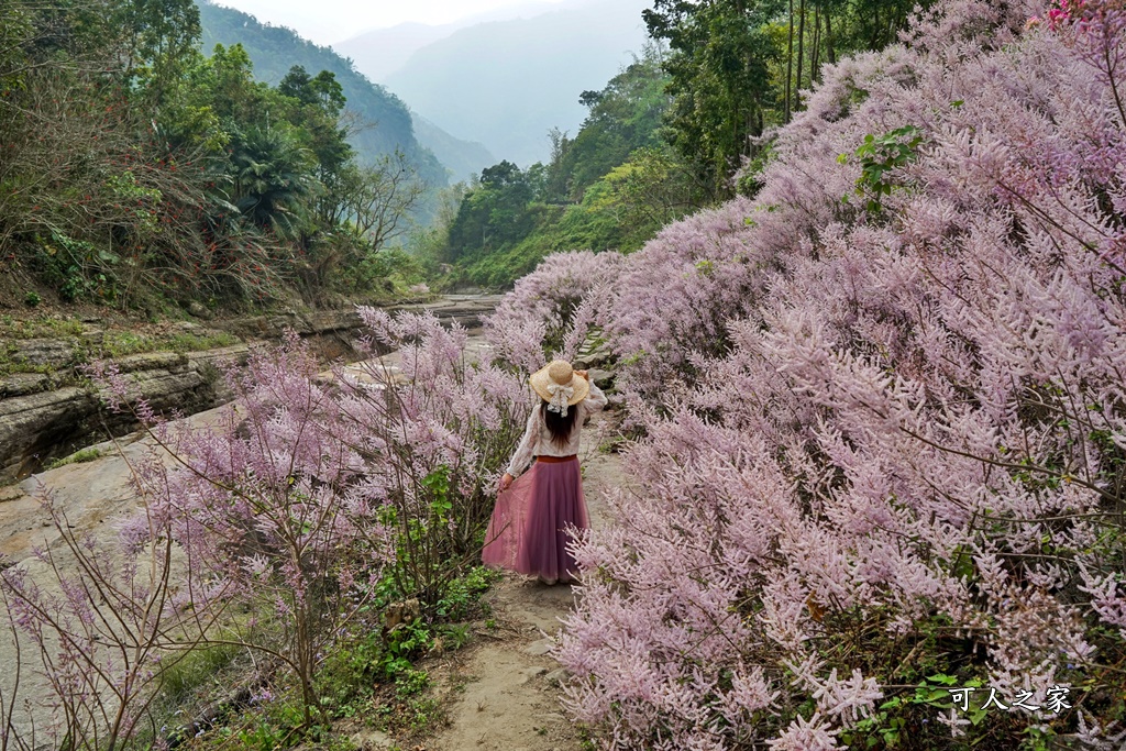 萬年峽谷麝香木,雲林古坑景點