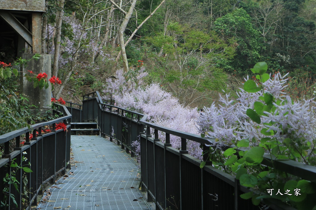 萬年峽谷麝香木,雲林古坑景點