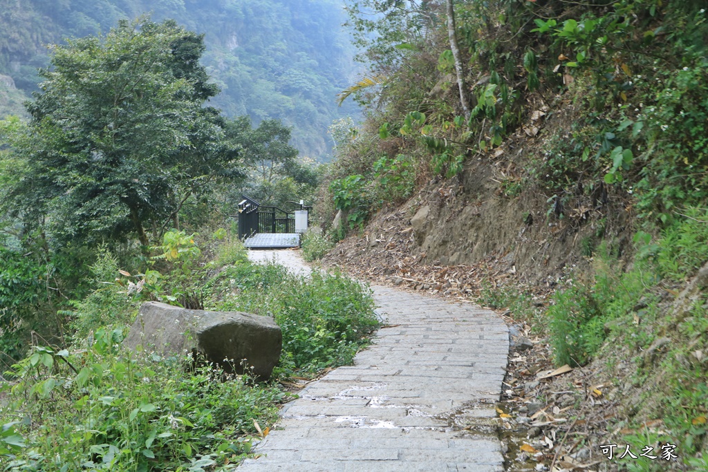 萬年峽谷麝香木,雲林古坑景點