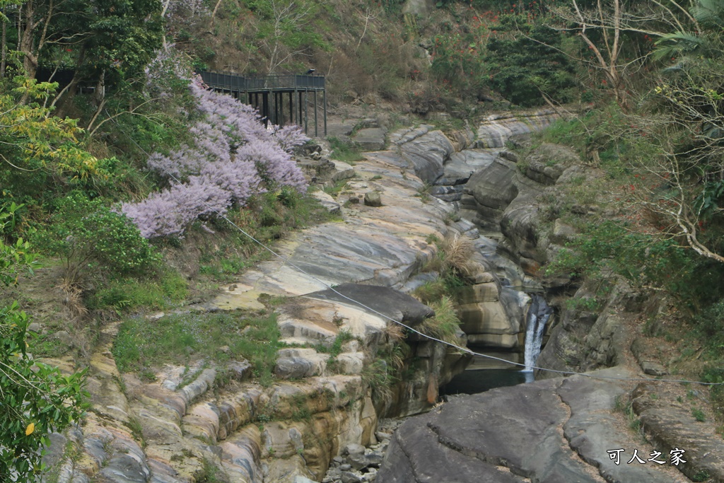 萬年峽谷麝香木,雲林古坑景點