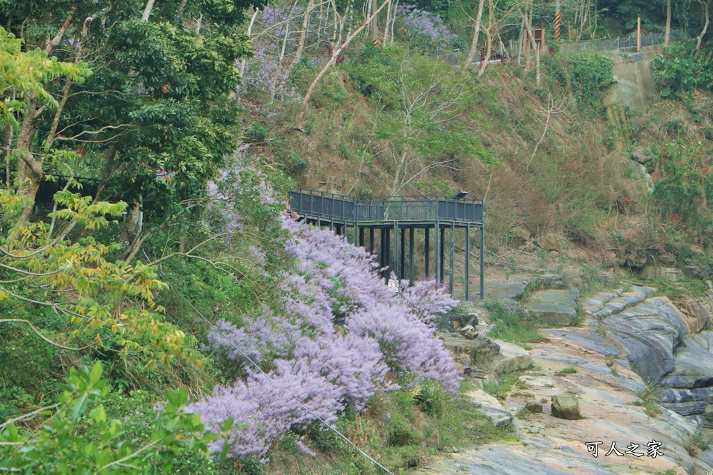 萬年峽谷麝香木,雲林古坑景點