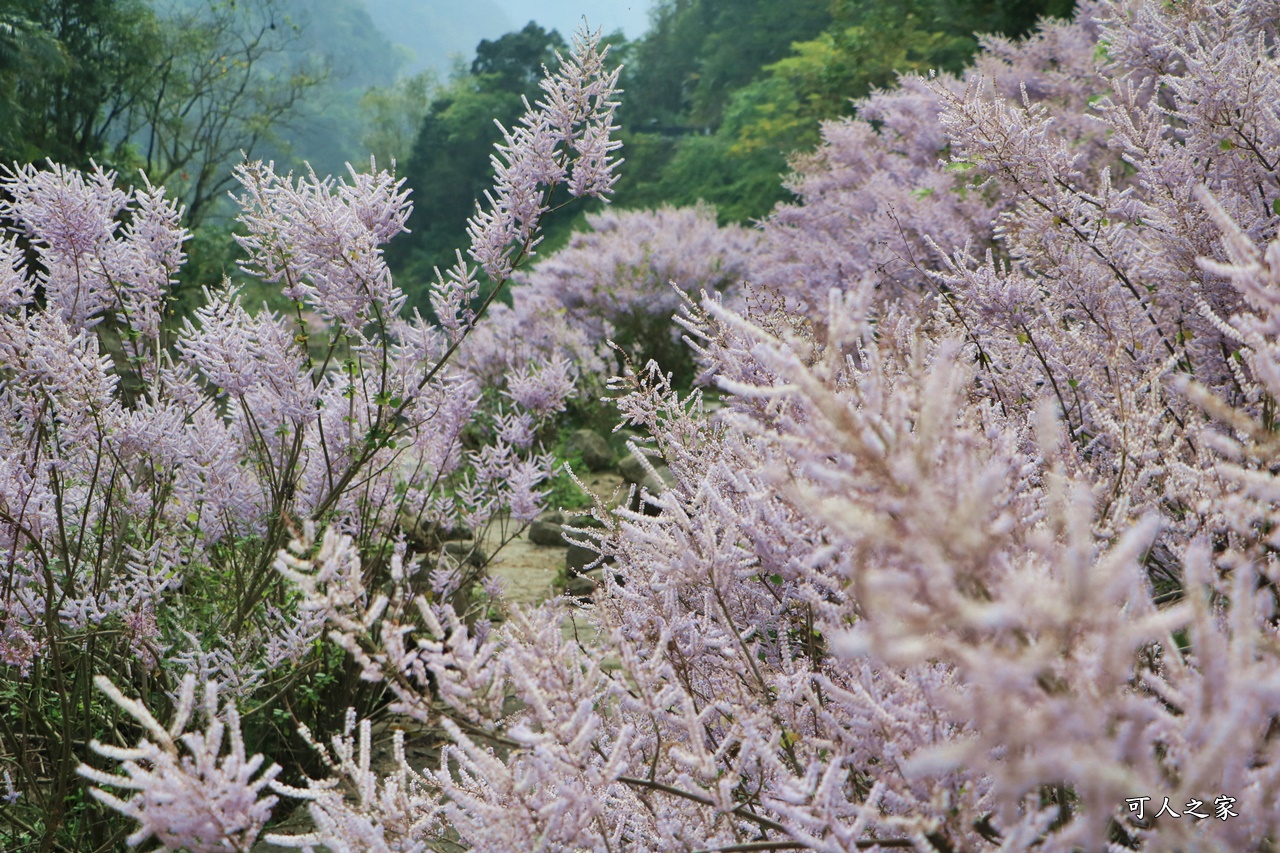 萬年峽谷麝香木,雲林古坑景點