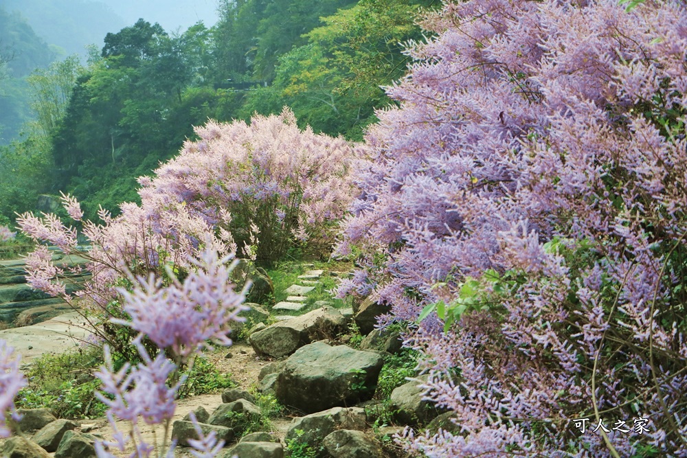 萬年峽谷麝香木,雲林古坑景點