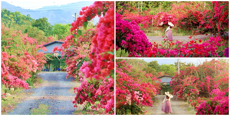 延伸閱讀：南投秘境滿開！桶頭過溪花園/九重葛秘境/九重葛大道/季節限定