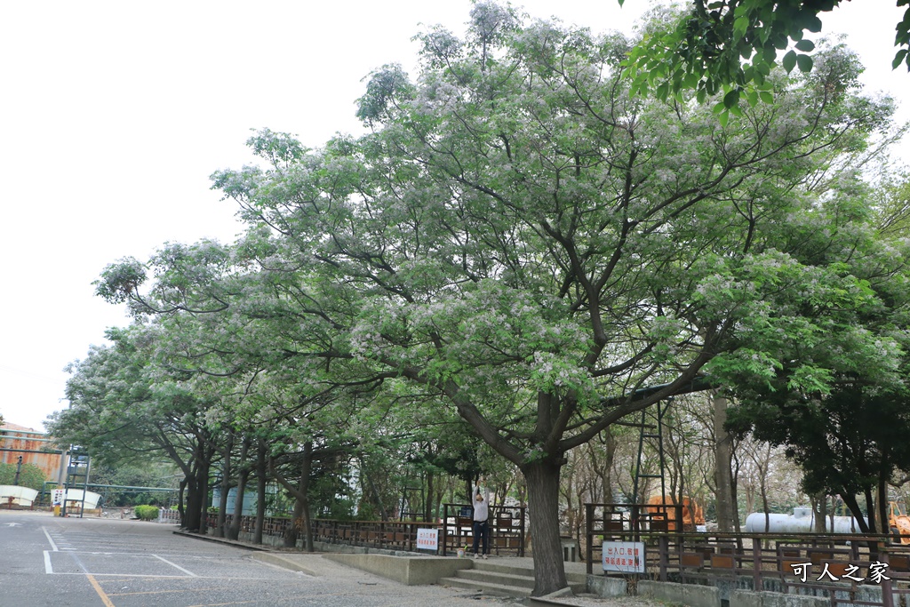 溪湖糖廠羊蹄甲