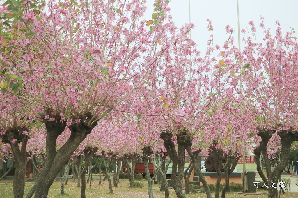 溪湖糖廠羊蹄甲