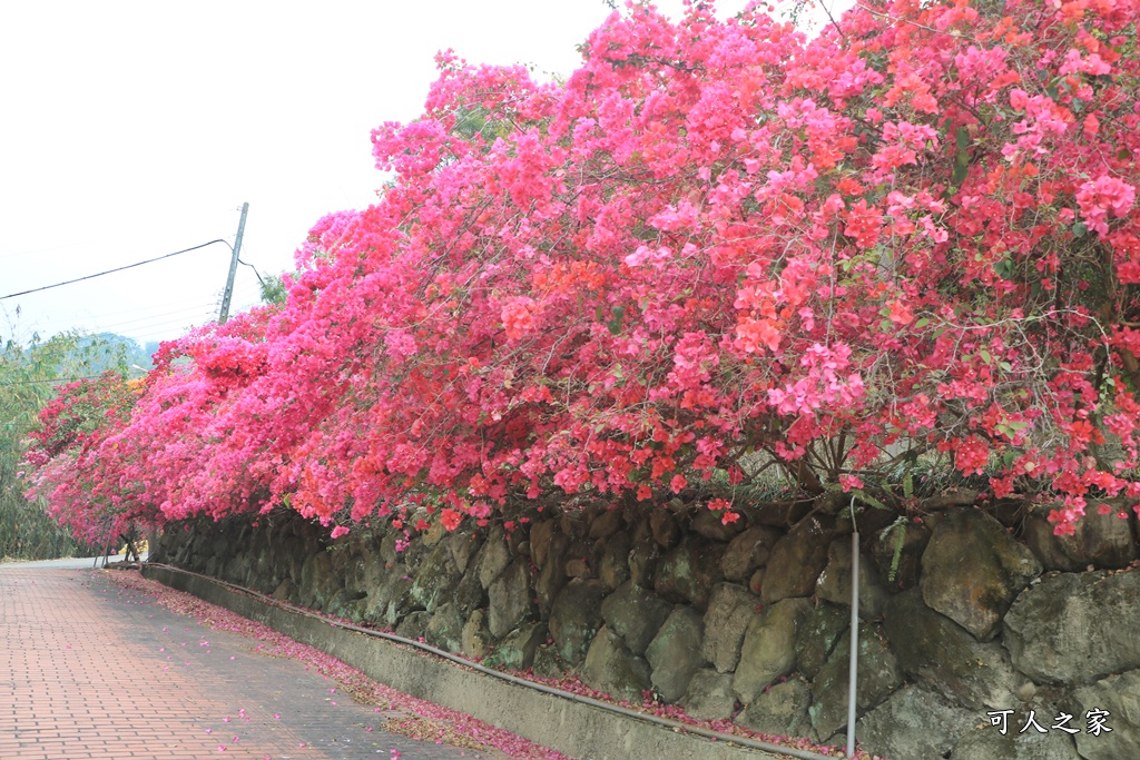 劍湖園九重葛秘境