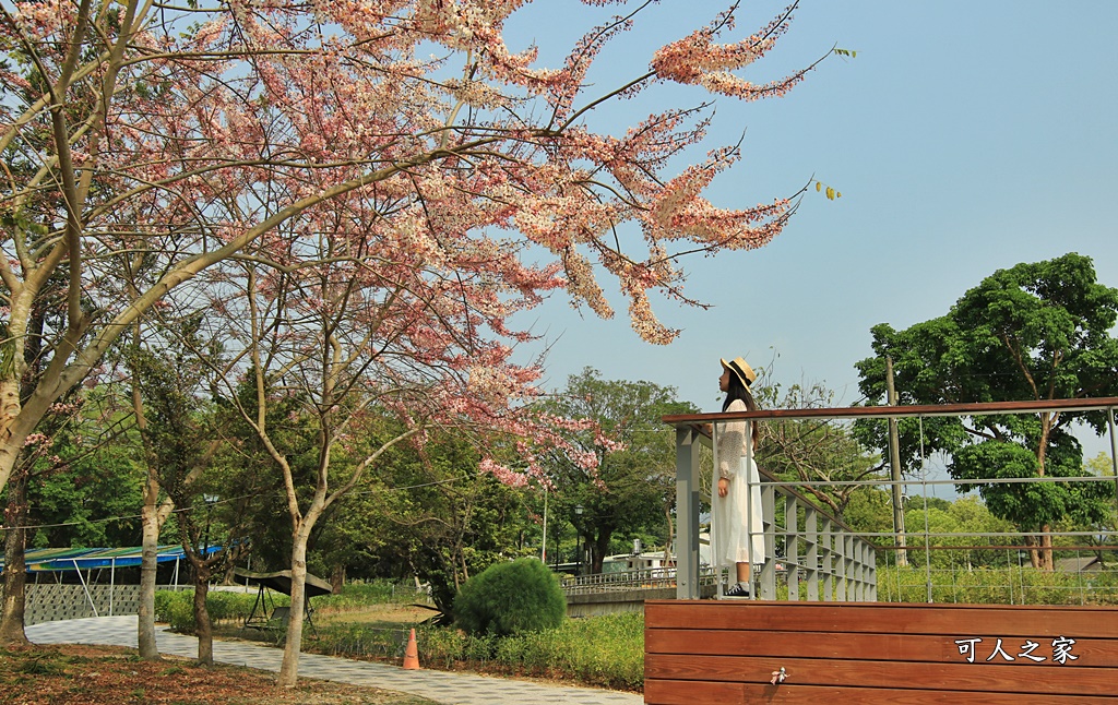 2021竹崎公園花旗木