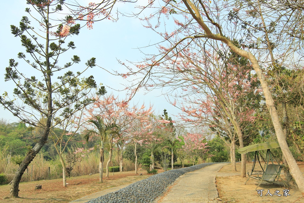 2021竹崎公園花旗木