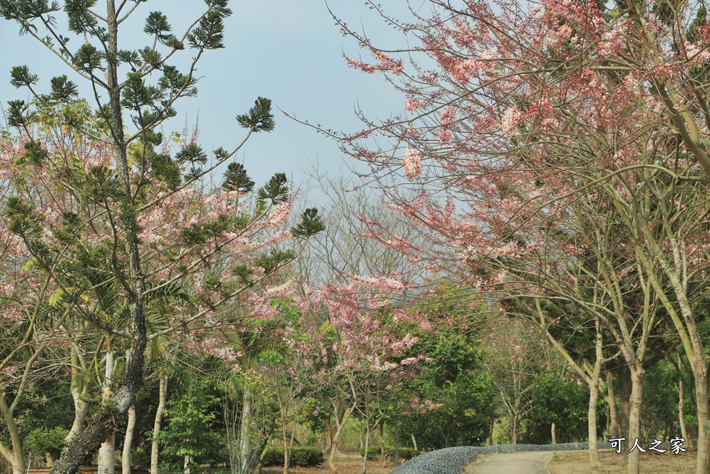 2021竹崎公園花旗木