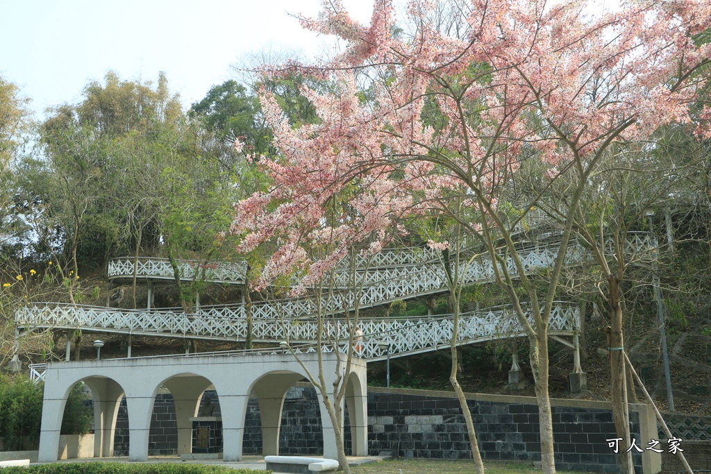 2021竹崎公園花旗木