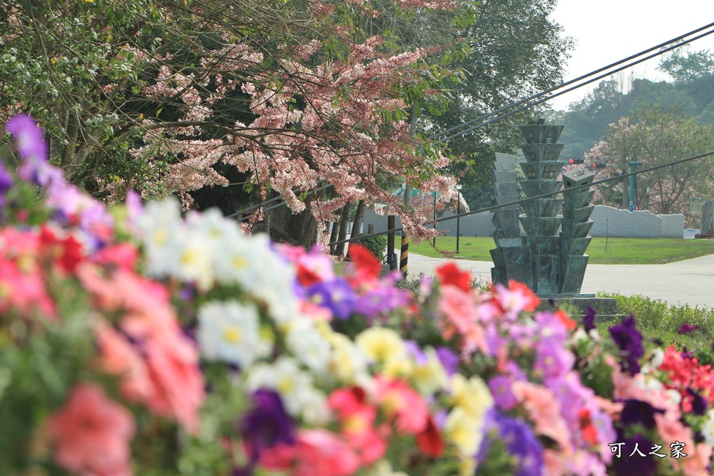 2021竹崎公園花旗木