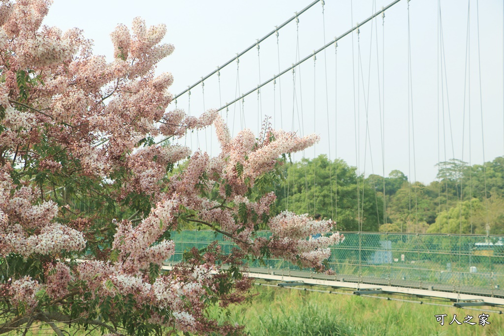 2021竹崎公園花旗木