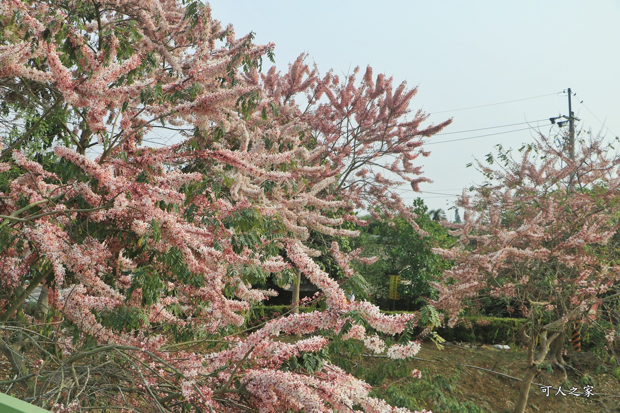 2021竹崎公園花旗木