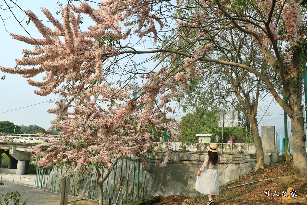 2021竹崎公園花旗木