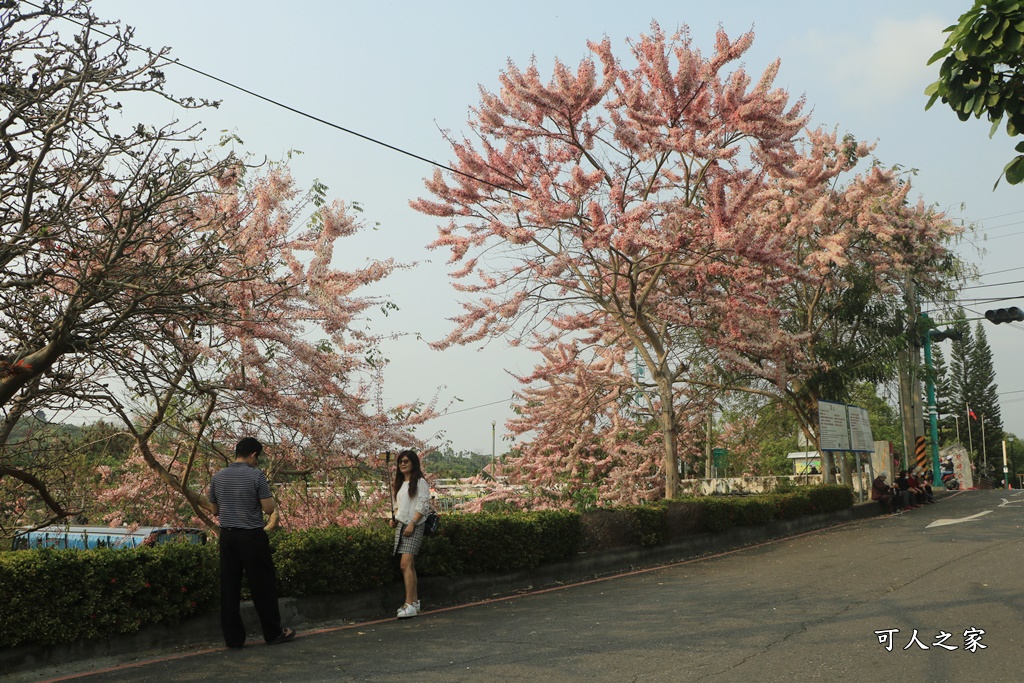 2021竹崎公園花旗木