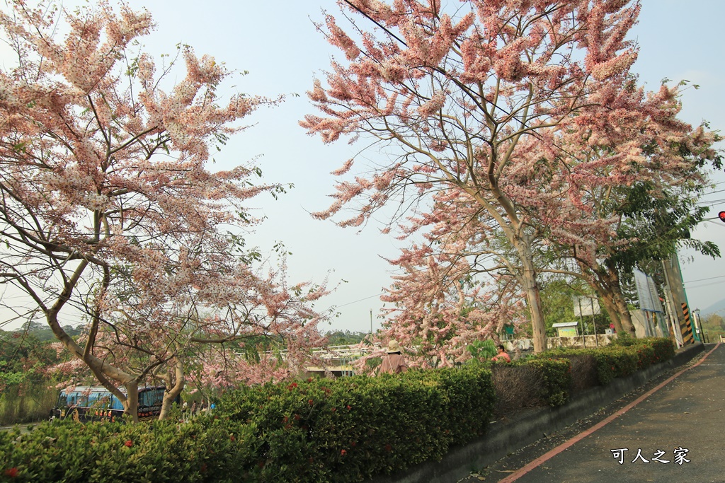 2021竹崎公園花旗木