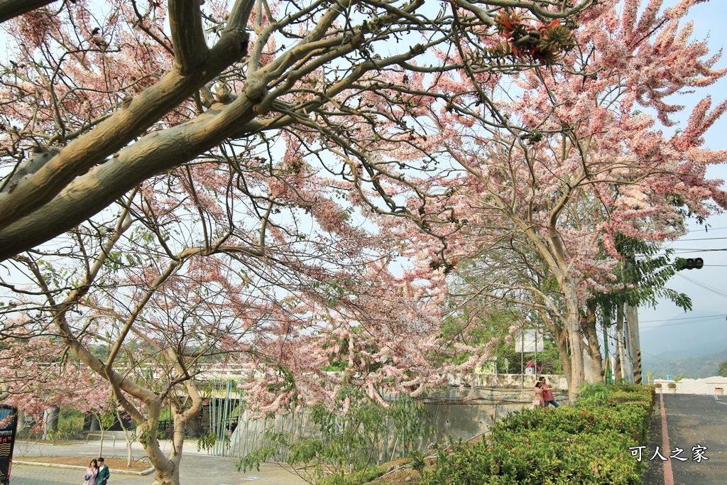 2021竹崎公園花旗木