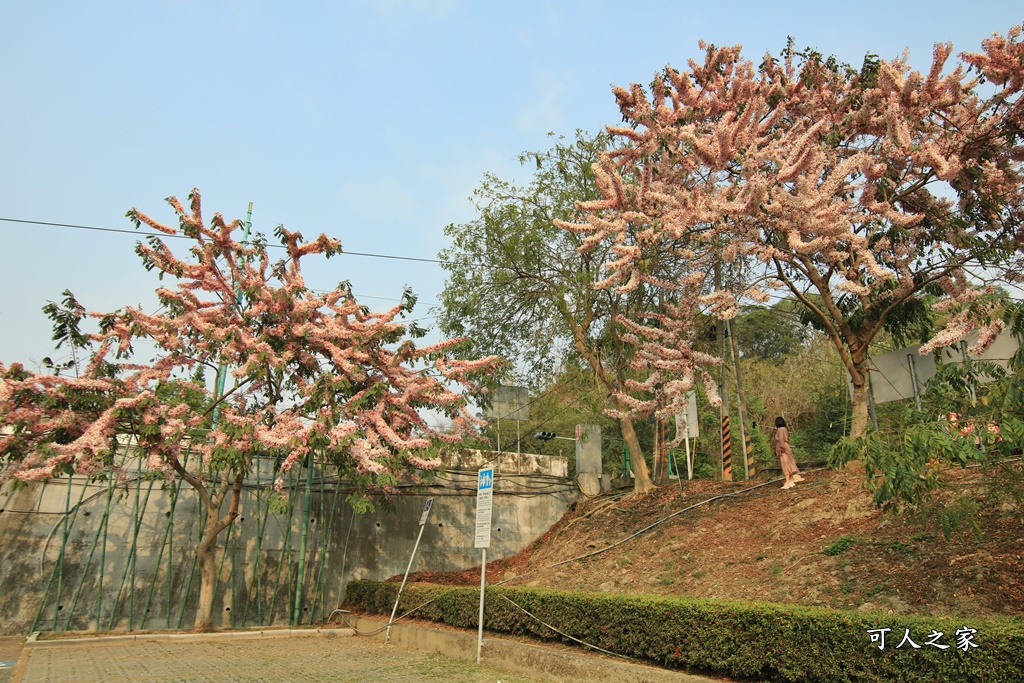 2021竹崎公園花旗木