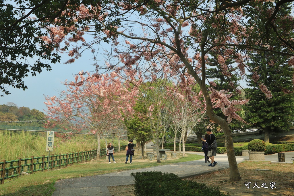 2021竹崎公園花旗木