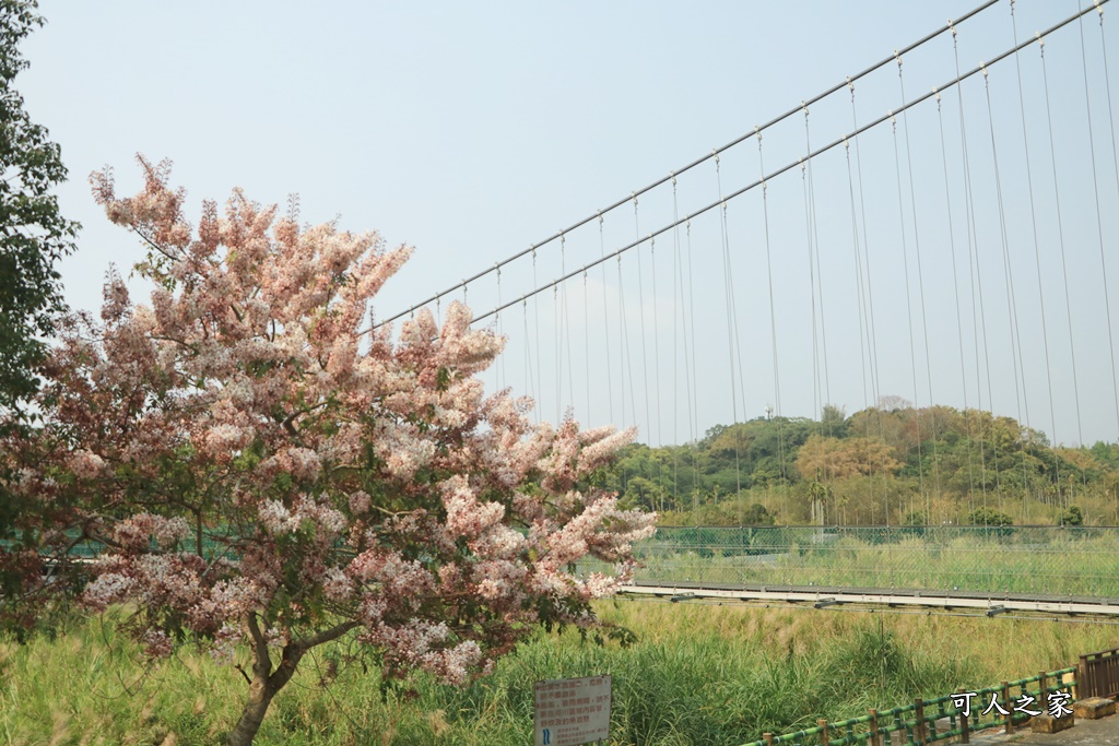 2021竹崎公園花旗木