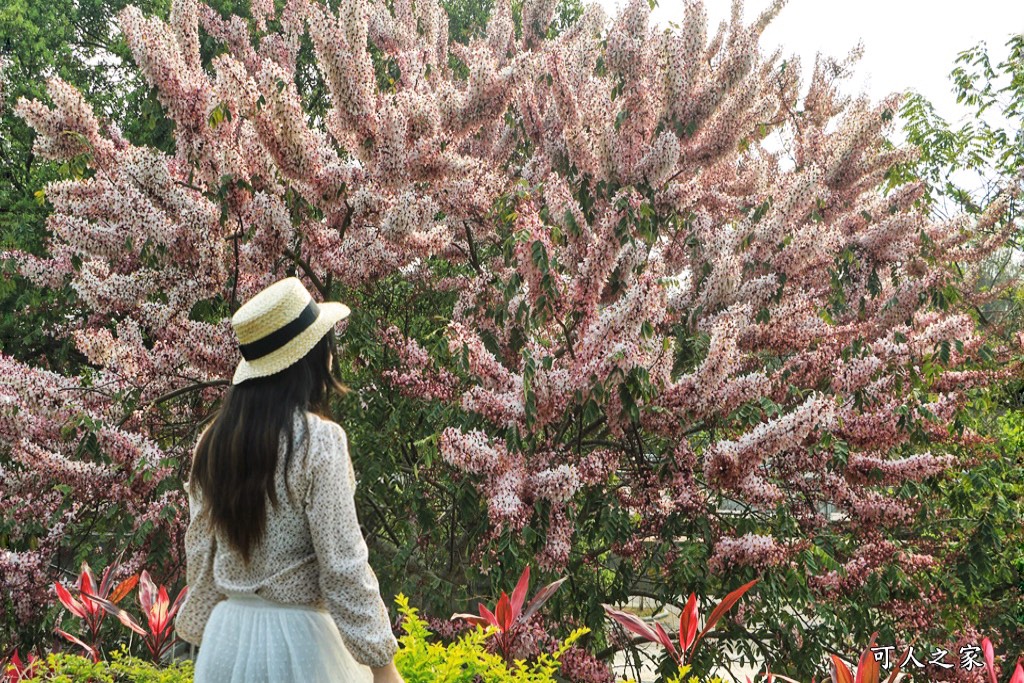 2021竹崎公園花旗木