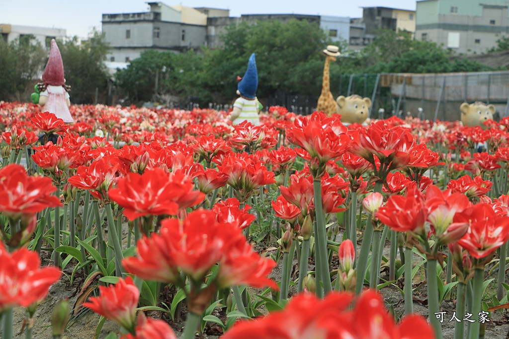 2021四湖長春園藝孤挺花園,孤挺花,雲林四湖一日遊,雲林景點