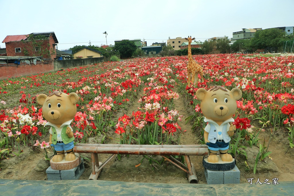 2021四湖長春園藝孤挺花園,孤挺花,雲林四湖一日遊,雲林景點