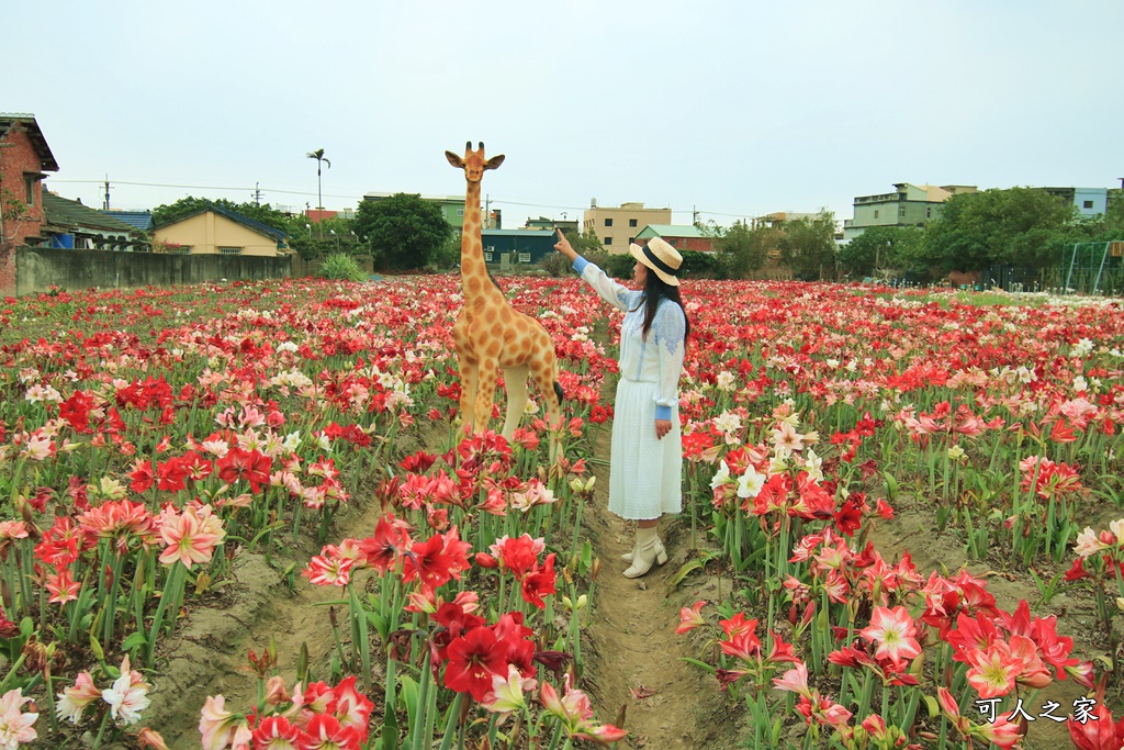 2021四湖長春園藝孤挺花園,孤挺花,雲林四湖一日遊,雲林景點