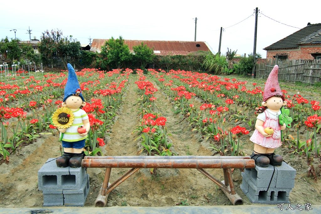 2021四湖長春園藝孤挺花園,孤挺花,雲林四湖一日遊,雲林景點