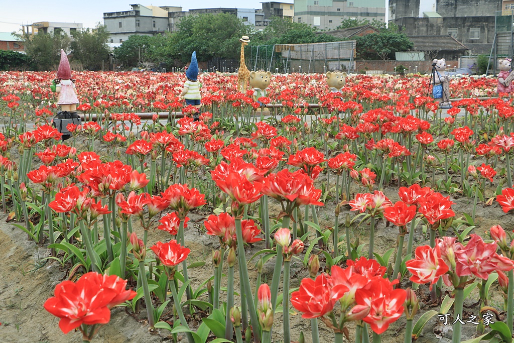 2021四湖長春園藝孤挺花園,孤挺花,雲林四湖一日遊,雲林景點