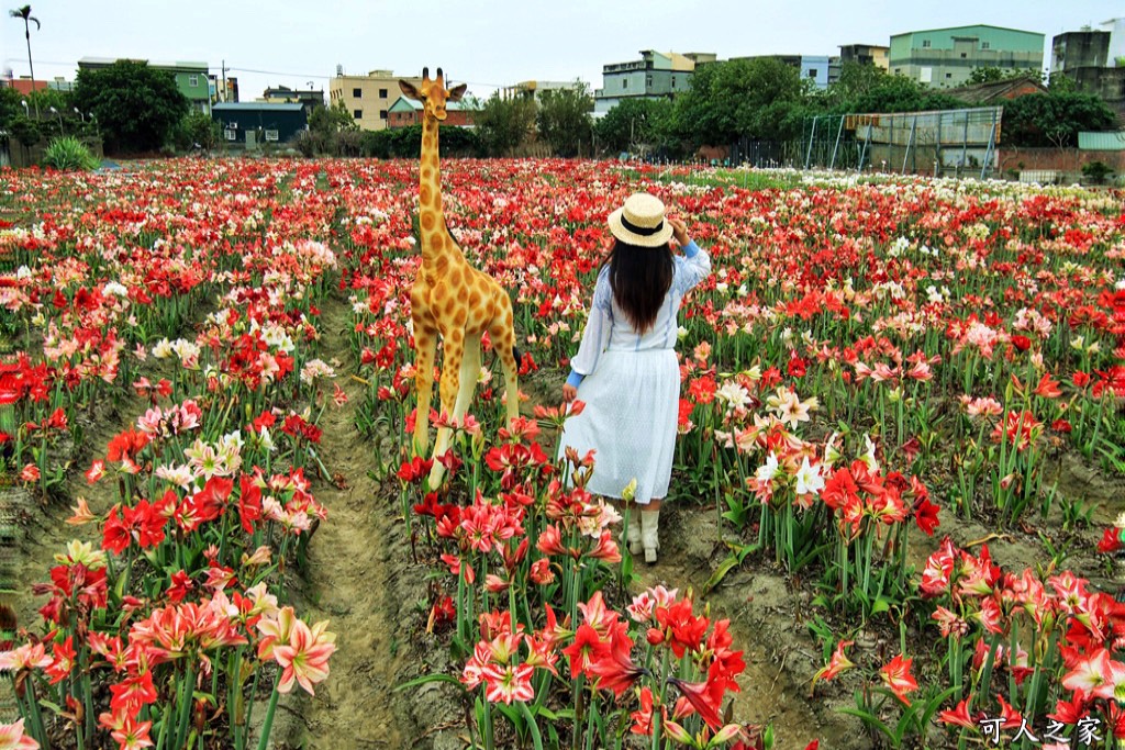 2021四湖長春園藝孤挺花園,孤挺花,雲林四湖一日遊,雲林景點