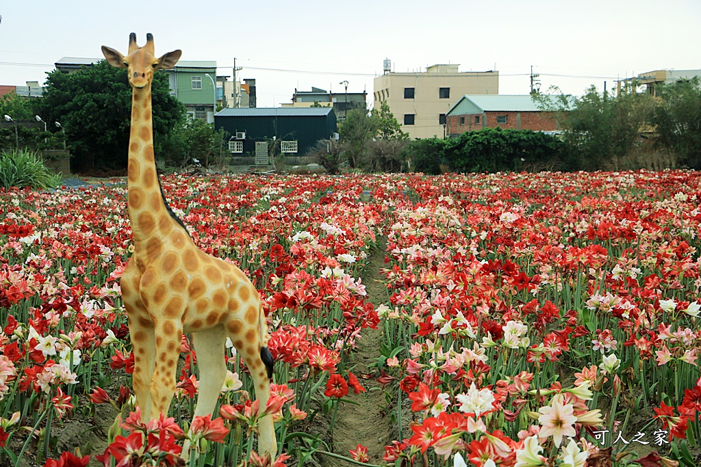 2021四湖長春園藝孤挺花園,孤挺花,雲林四湖一日遊,雲林景點