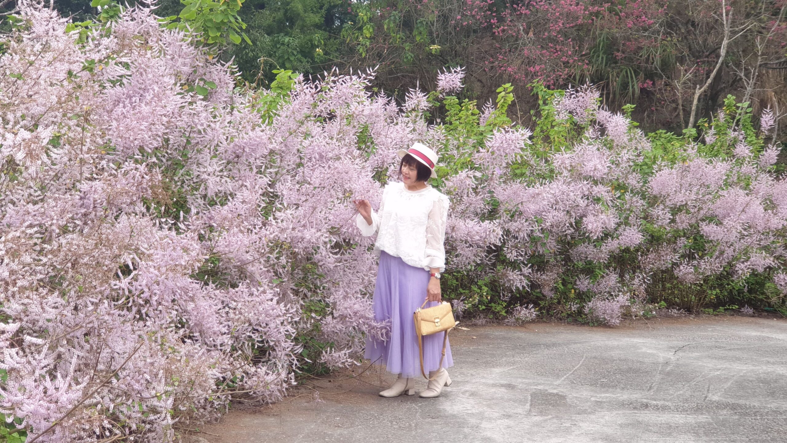 雲林古坑麝香木